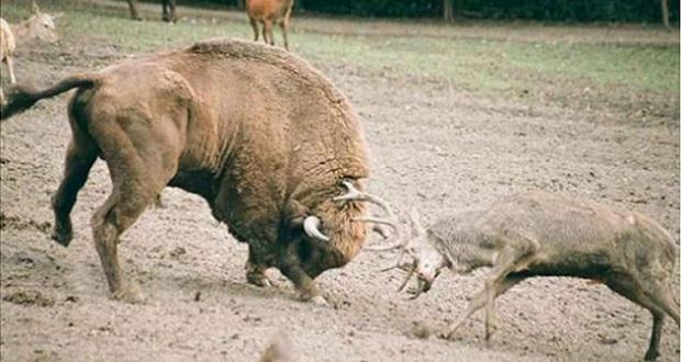 Taureau vs Bambi