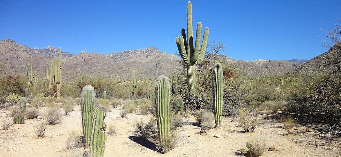 Cactus Phoenix Suns - TrashTalk Fantasy League