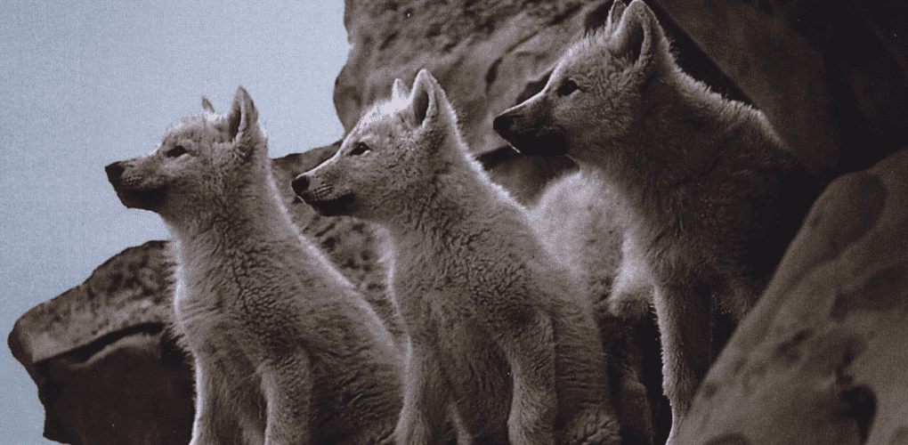 Wolves - pari