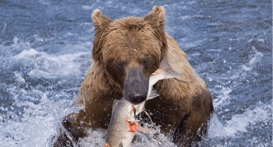 pari - Grizzlies