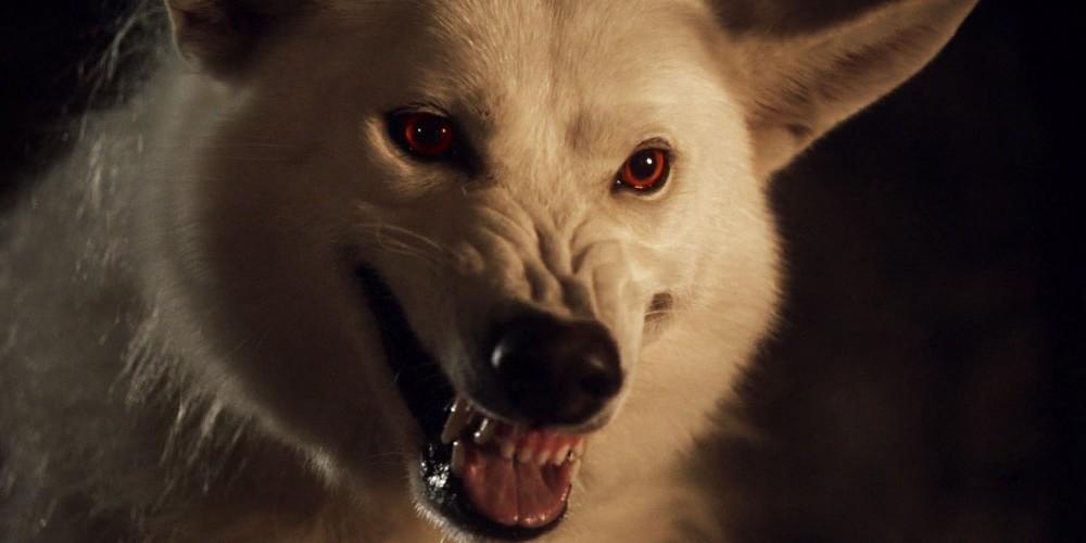 Wolves - pari