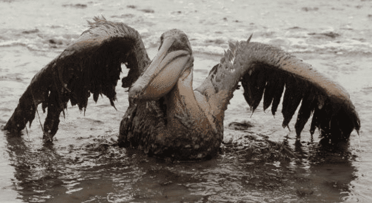 Pelicans - pari