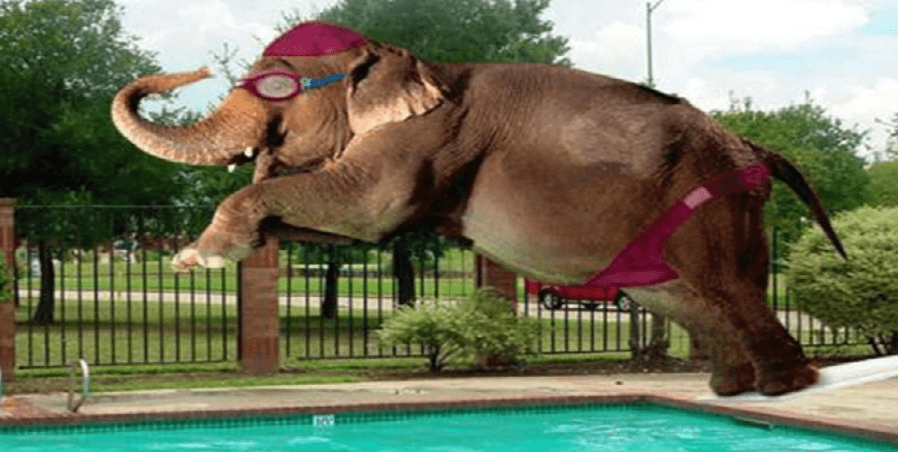 éléphant, TrashTalk Fantasy League