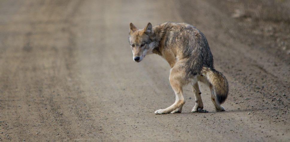 loup