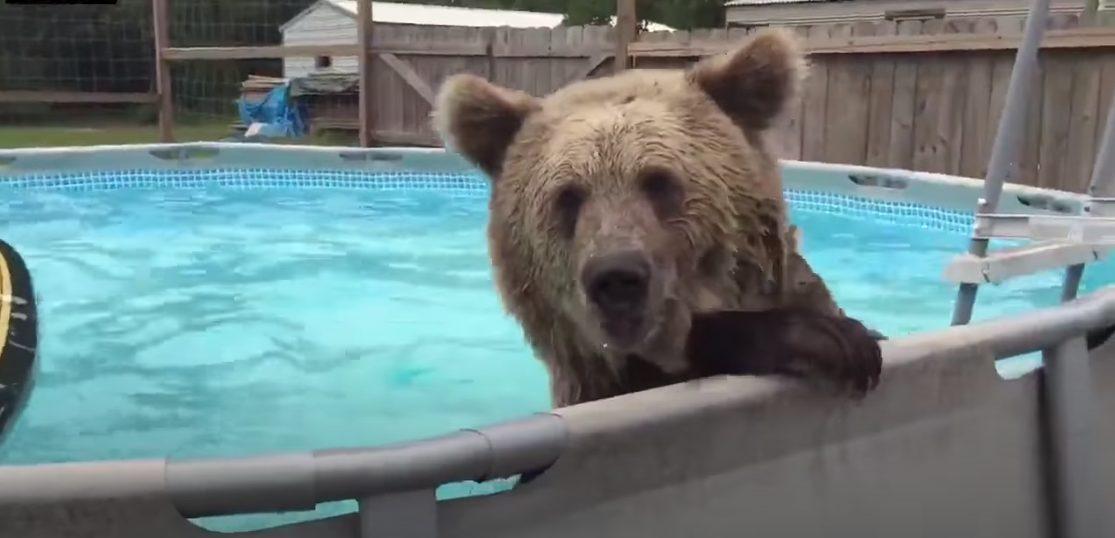 Grizzlies 5 août 2020