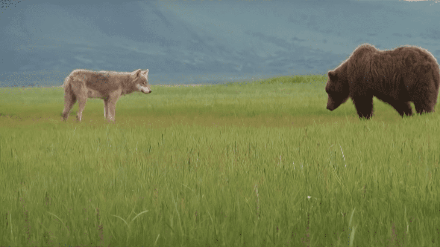 Wolves vs Grizllies