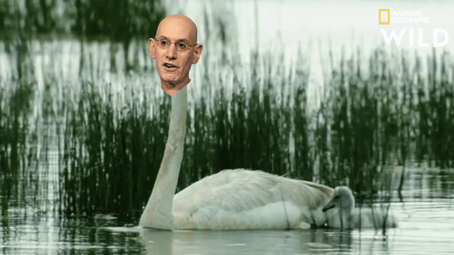 Cygne Adam Silver 12 juillet 2022