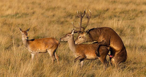 Milwaukee Bucks pari